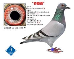 “特勒骠”已转