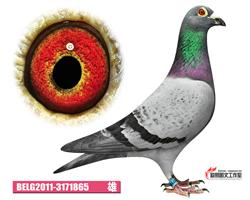 比利时蛟龙—威力万富