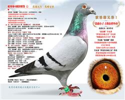 三万羽3名全弟（已售）