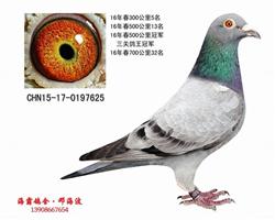 石板三关鸽王冠军（己售郑州）