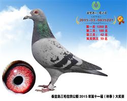双关鸽王19位