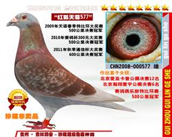 3次冠军“红狐天尊577”