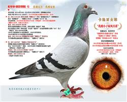 卡地亚女郎（已售）