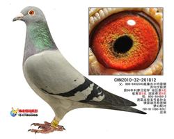 【吉尔特X速霸龙】812