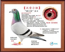 世界鸽王冠军直女【沃肯小姐】