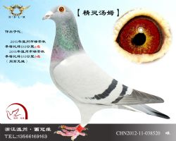 【精灵汤姆】现代汤姆全姐妹