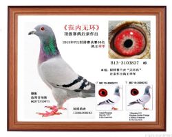 范内无环鸽王季军