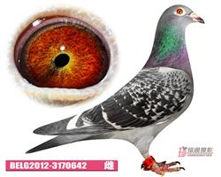 比利时蛟龙—威力万富