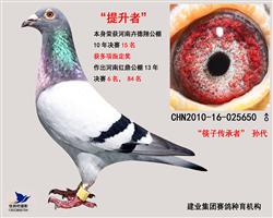 提升者