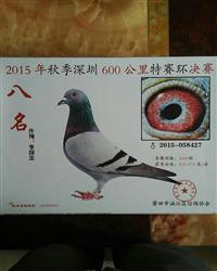 詹森