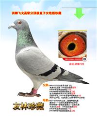 飞戈直子“飞戈905”