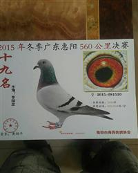 詹森