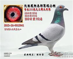 公棚入赏鸽