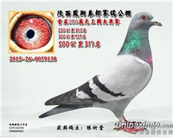 公棚入赏鸽