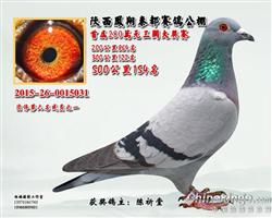 公棚入赏鸽