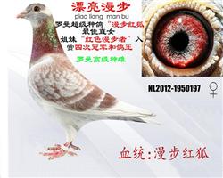 罗曼超级种鸽“漫步红狐”最佳直女（已无）