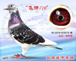 1、BELG2016-6530710-雌副本 (1)