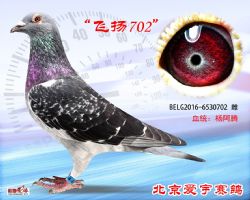 2、BELG2016-6530702-雌副本 (1)