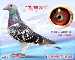 3、BELG2016-6530703-雌副本 (1)