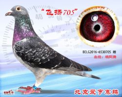 4、BELG2016-6530705-雌副本 (1)