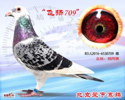 5、BELG2016-6530709-雌副本 (1)