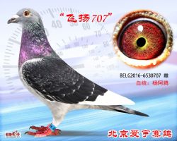 7、BELG2016-6530707-雌副本 (1)