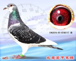 11、CHN2016-01-0740117-雄副本 (1)