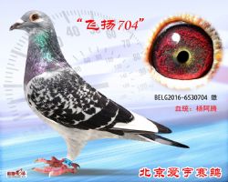 8、BELG2016-6530704-雄副本 (1)