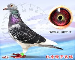 9、CHN2016-01-1341683-雄副本 (1)