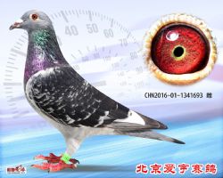 10、CHN2016-01-1341693-雌副本 (1)