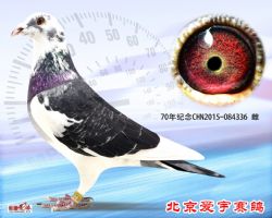 12、抗战胜利70年纪念 CHN2015-084336-雌副本 (1)