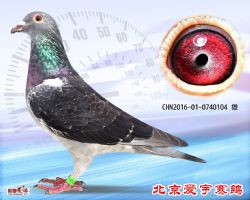 19、CHN2016-01-0740104-雄副本