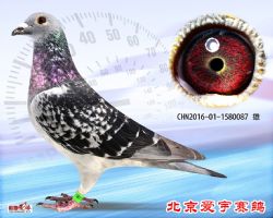 13、CHN2016-01-1580087-雄副本 (1)