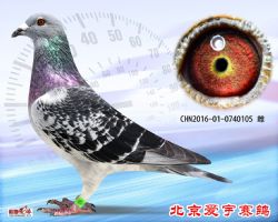 14、CHN2016-01-0740105-雌副本 (1)