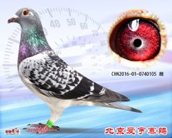 15、CHN2016-01-0740105-雌副本 (1)