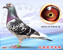 16、CHN2016-01-0740106-雄副本 (1)