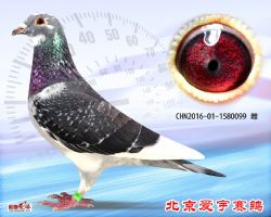 17、CHN2016-01-1580099-雌副本 (1)