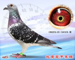 20、CHN2016-01-1341676-雄副本 (1)