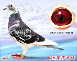 21、CHN2016-01-0740118-雌副本 (1)