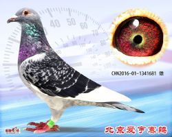 22、CHN2016-01-1341681-雄副本 (1)