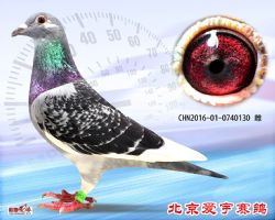 23、CHN2016-01-0740130-雌副本 (1)