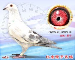 27、CHN2014-01-1070752-雌副本 (1)