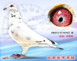 28、CHN2013-01-641657-雄副本 (1)