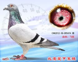 31、CHN2012-10-095474-雄副本 (1)