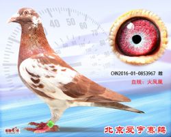 24、CHN2016-01-0853967-雌副本 (1)