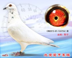 26、CHN2015-01-1337552-雄副本 (1)