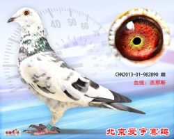 29、CHN2013-01-982890-雌副本 (1)