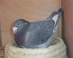 【慕利门凡登布希】