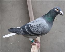 【顶级军校生】