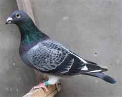 【慕利门军校生】